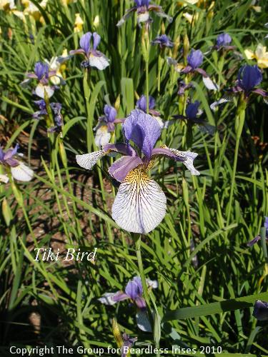 DSCF1476 - Tiki Bird